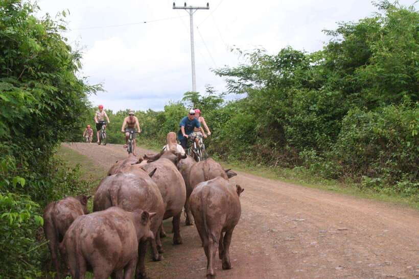 From Luang Prabang: Guided Mountain Bike Tour with Lunch - Trek Marlin 7 Setup and Safety Gear, the Real Starting Point