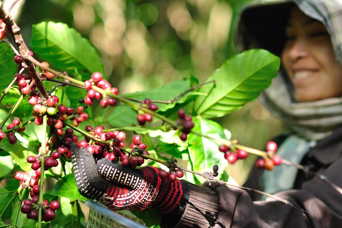 Full Day Crossing the Bolaven Plateau - Why the Bolaven Plateau day tour works from Pakse