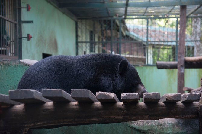Full Day Trek to Kuang Si Waterfalls, Remote Village - Beyond the water: Bear Rescue Center and Hmong village stops