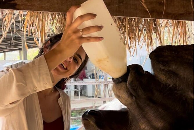 Laos Buffalo Dairy Tours Interact, Learn and Taste Fresh Flavors - What you do with the buffaloes, milking, washing, and brushing
