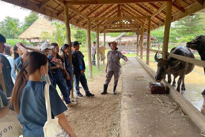 Laos Buffalo Dairy Tours Interact, Learn and Taste Fresh Flavors - Beyond buffaloes, pigs, goats, and rabbits on the farm