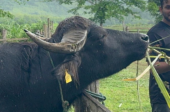 Laos Buffalo Dairy Tours Interact, Learn and Taste Fresh Flavors - Choosing your tour type, Buffalo Buffet vs Farm Delight vs Exclusive Cooking Class