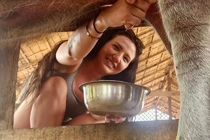 Laos Buffalo Dairy Tours Interact, Learn and Taste Fresh Flavors - Timing, weather, and getting there near public transportation