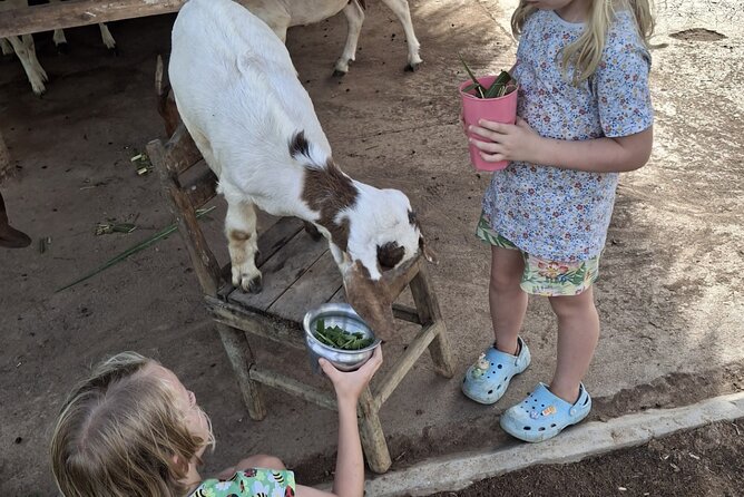 Laos Buffalo Dairy Tours Interact, Learn and Taste Fresh Flavors - Baby buffalo bottle feeding, the moment kids will talk about