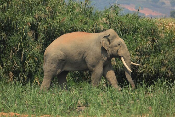 Laos Elephant Sanctuary keeper+ Kuangsi waterfall +Hmong village - Key things that make this tour worth your time