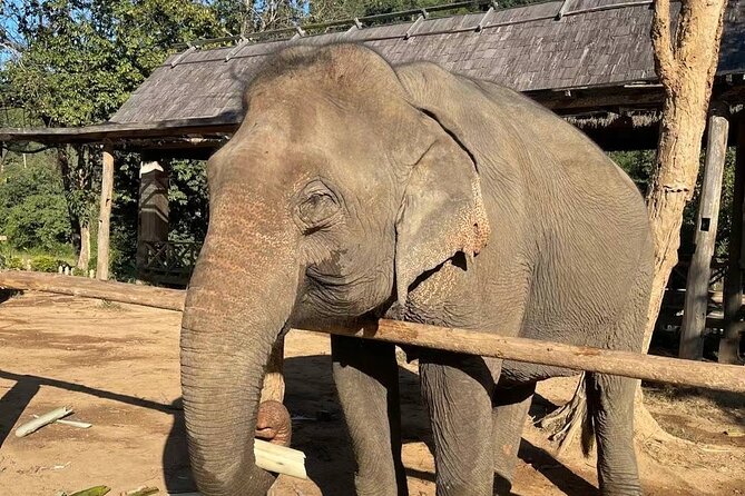 Laos Elephant Sanctuary keeper+ Kuangsi waterfall +Hmong village - How you watch elephant bathing from safe distance