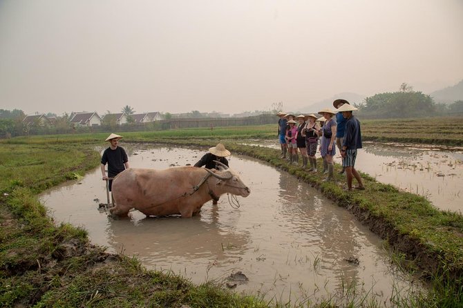 Living Land Rice Farming Experience - Where you’ll work the fields, and how the half-day timing feels