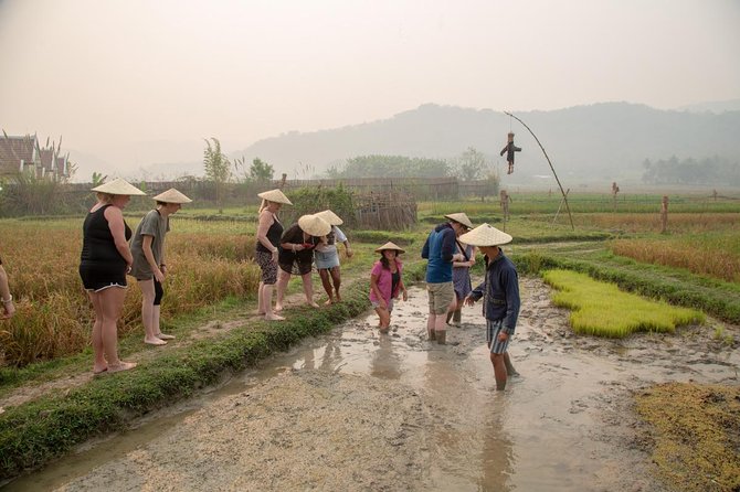 Living Land Rice Farming Experience - Living Land Farm: the day in the rice field, step by step