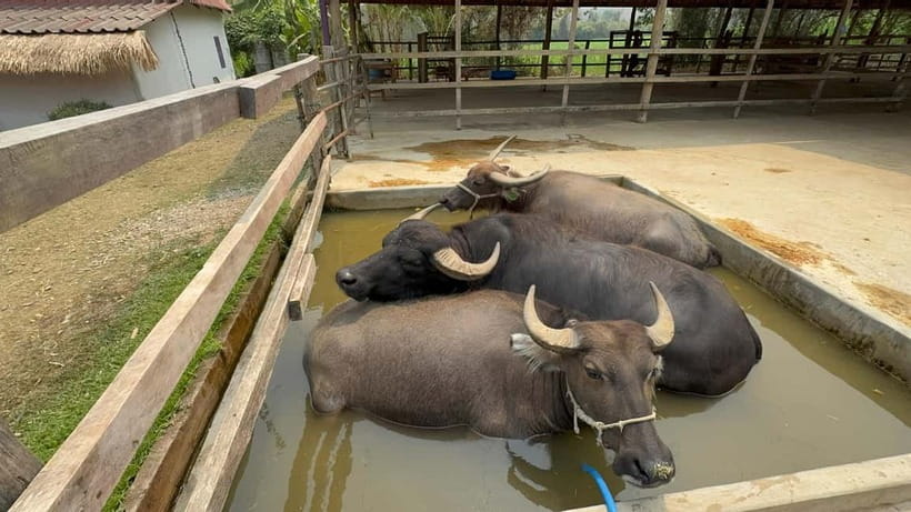 Luang Prabang: Farm Tour and Buffalo Buffet Adventure - Key things you will notice on this buffalo adventure
