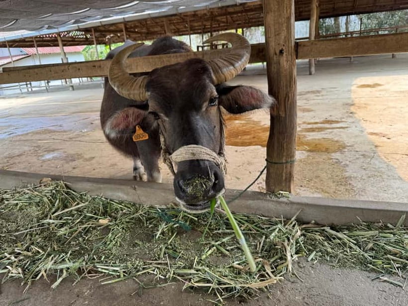 Luang Prabang: Farm Tour and Buffalo Buffet Adventure - Price and value: why $11 feels fair for what you do
