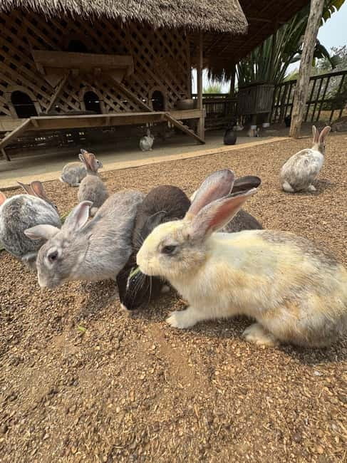 Luang Prabang: Farm Tour and Buffalo Buffet Adventure - What to bring, and what to leave out