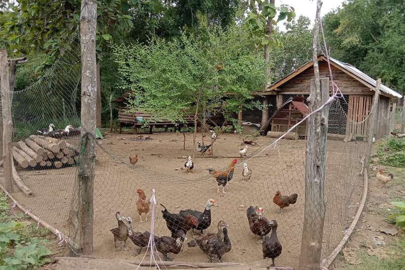 Luang Prabang: Organic Farm Experience & Hike to Kuang si - Key highlights at a glance