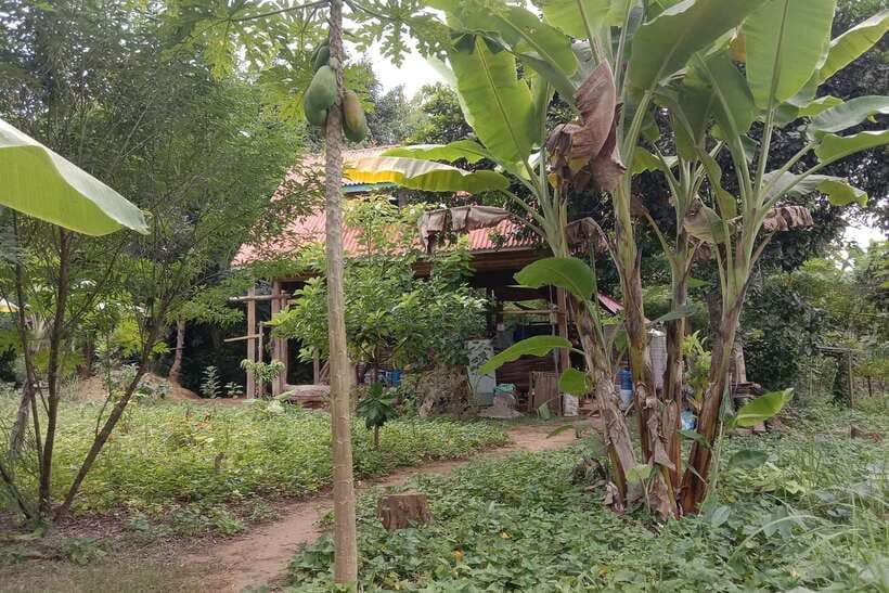 Luang Prabang: Organic Farm Experience & Hike to Kuang si - Selecting ingredients with a local family farm host