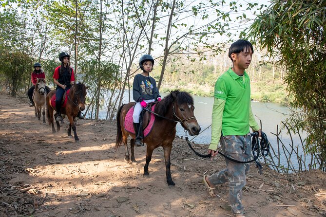 Pony Riding in Luang Prabang - Before you mount: grooming and arena practice